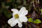 Flowering dogwood